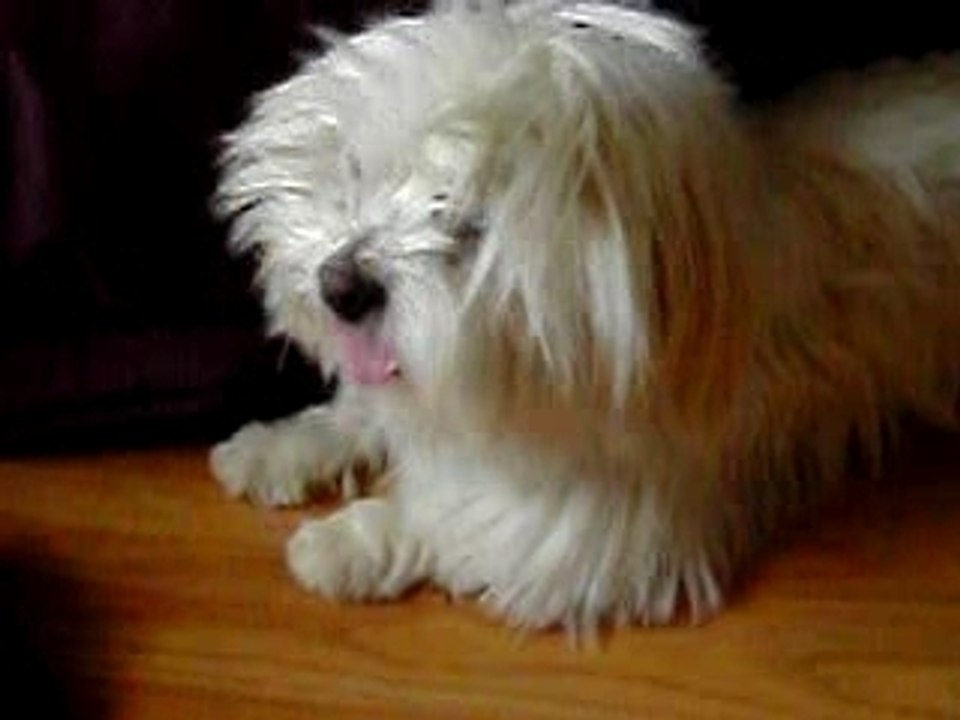 mon chien se grate