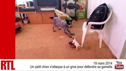 VIDÉO - Les animaux mignons de la semaine