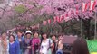 Japão: cerejeiras anunciam começo da primavera