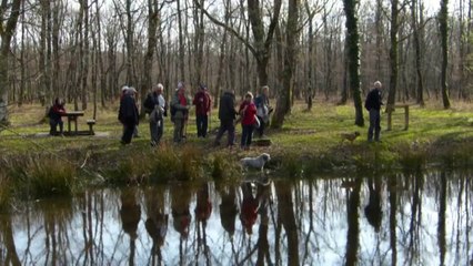 La lumière du sous-bois