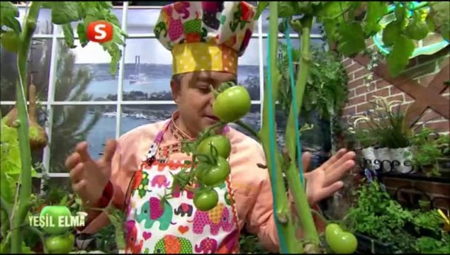 TOPRAKSIZ DOMATES AĞAÇLARI YETİŞTİ. EVSERA BİTKİ ŞURUPLARI SAYESİNDE