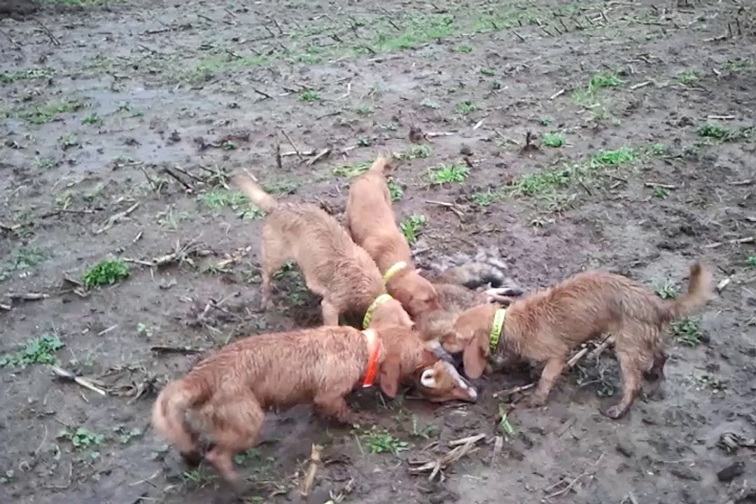 basset fauve de bretagne
