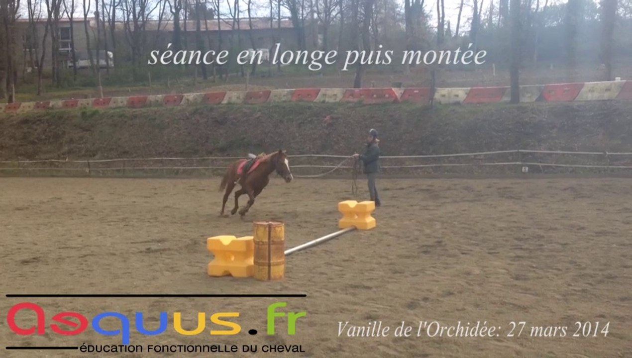 Débourrage Vanille courte séance étirements en longe puis un vertical, monté.