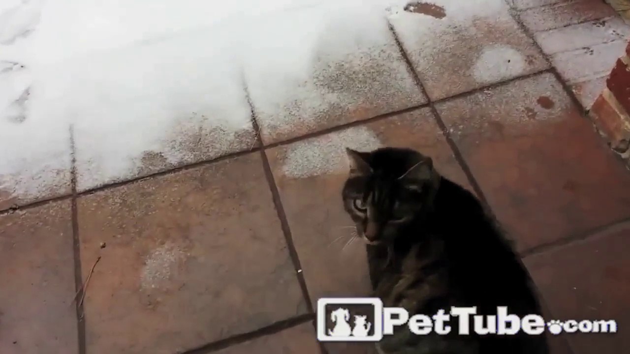 Kitty’s First Snowfall