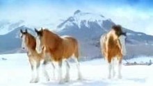 Horses_or_Asses_.flv.avi.avs