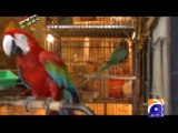 Geo FIR-24 Mar 2014-Part 3 Raid on illegal selling of birds in karachi