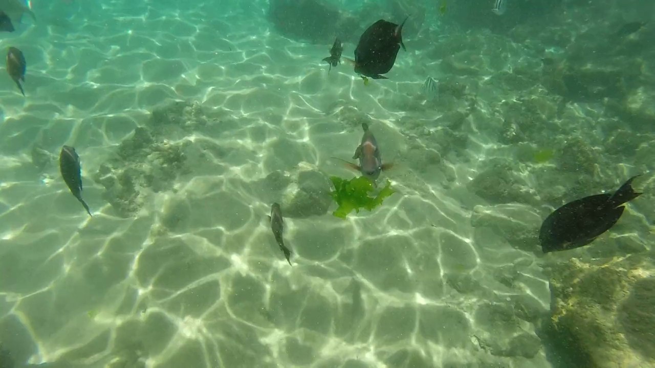 Lahina, Maui Black Rock Snorkeling GoPro Hero3+