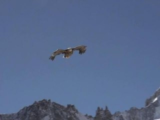 Un aigle vole avec une caméra "embarquée": des images exceptionnelles – 28/03