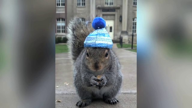 Une étudiante amie avec les écureuils... tarée mais mignon!