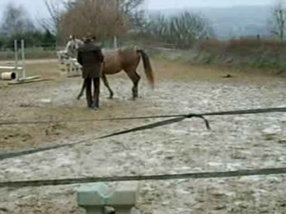 Radjah 2è jour débourrage