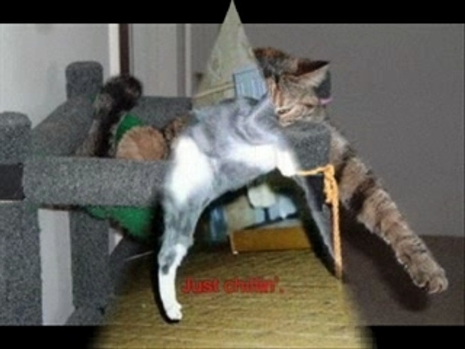 Hilarious! Cute and Funny Cat Pictures