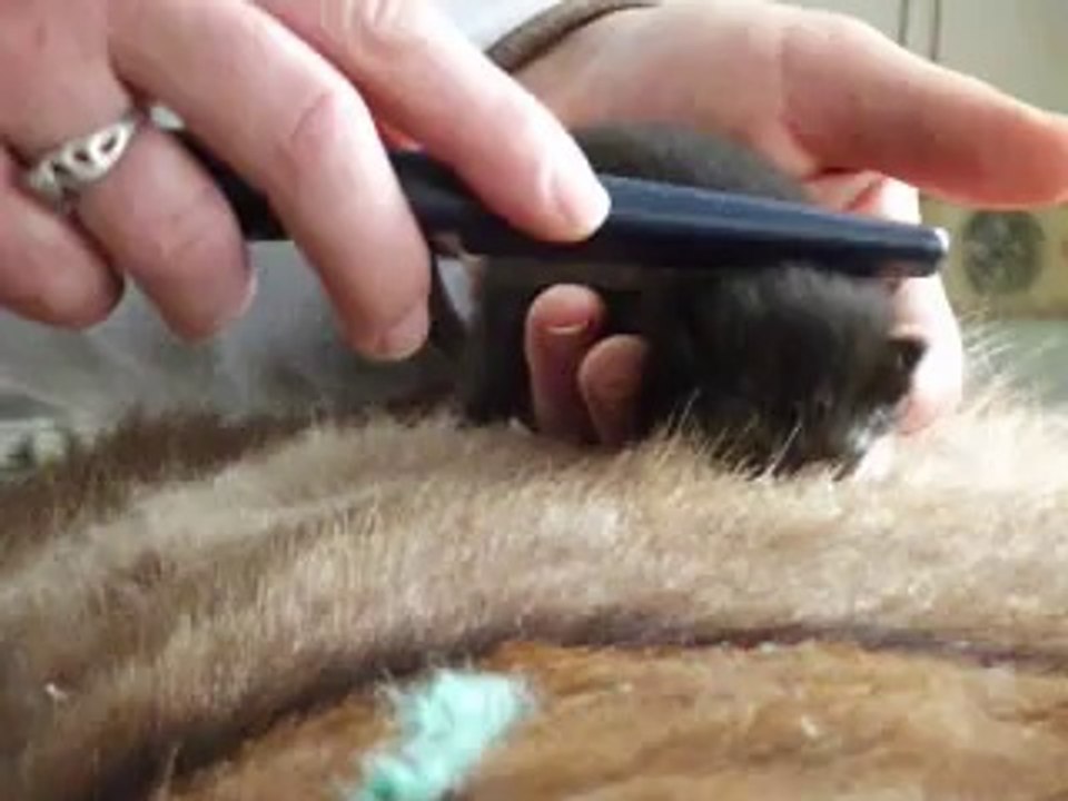 soins chatons nouveaux nés