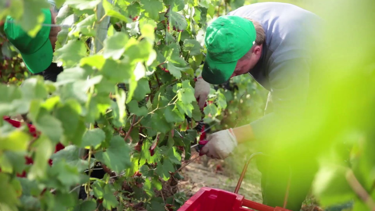 Harvest in Grand Cru Champagne by  ROGER BRUN in AY
