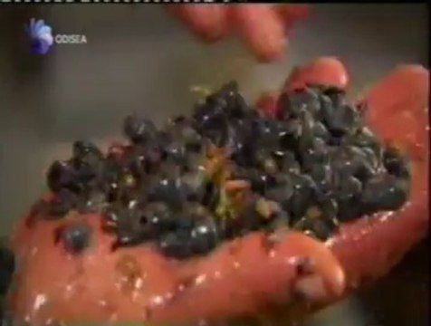 La ciencia del vino: Enologia tecnica vs. ecologica