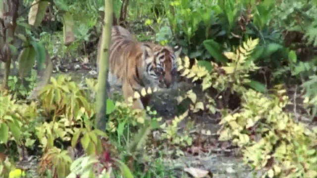 Première sortie pour les bébés tigres de Londres