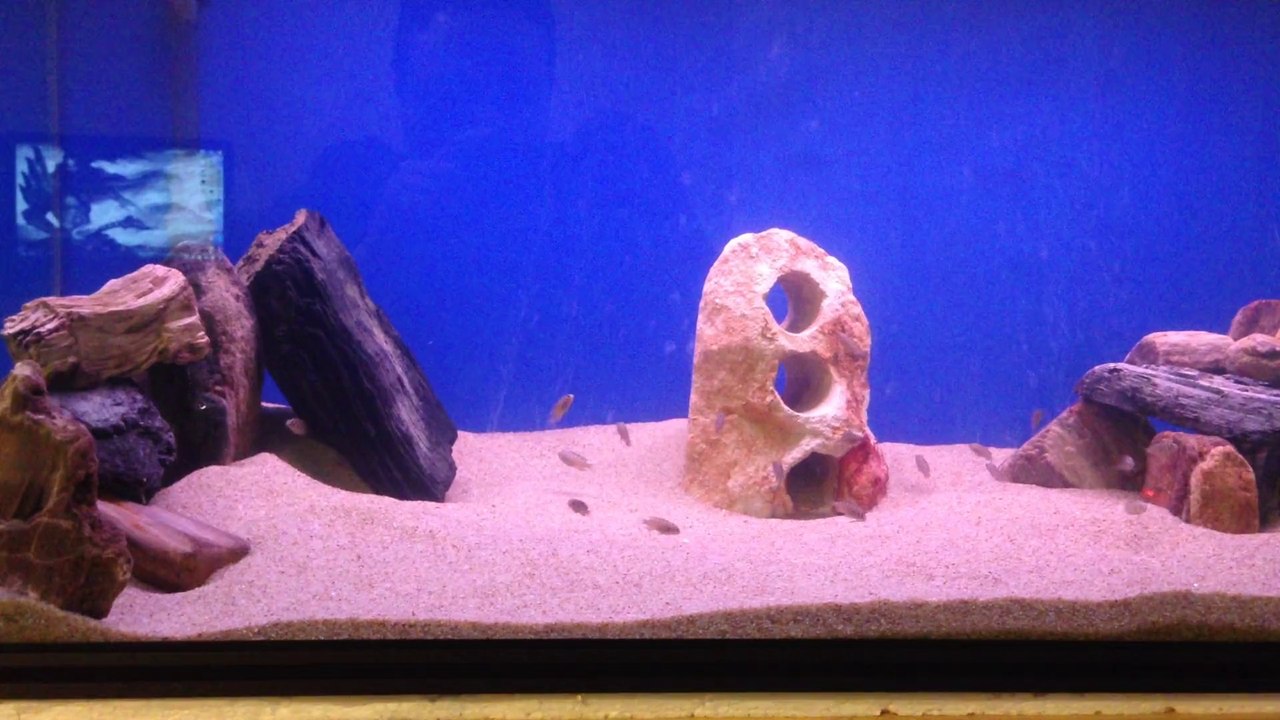 Tropheus İlangi Yellow