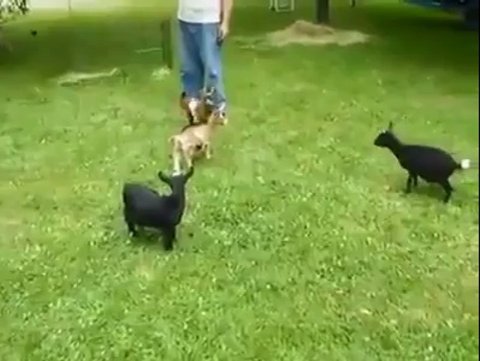 Üretim Hatası Keçi :)