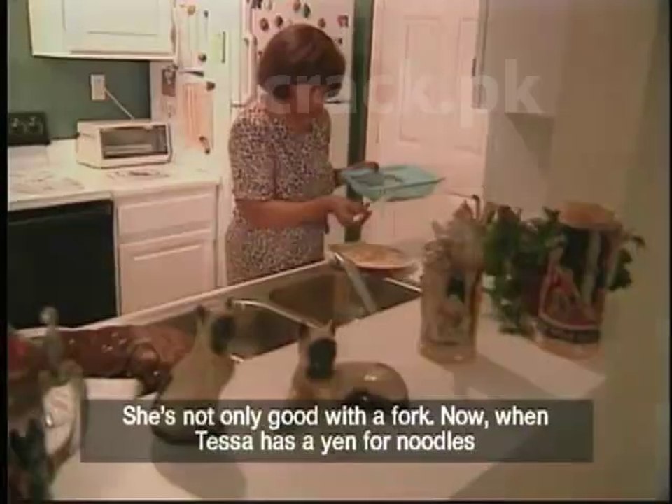 cat with fork