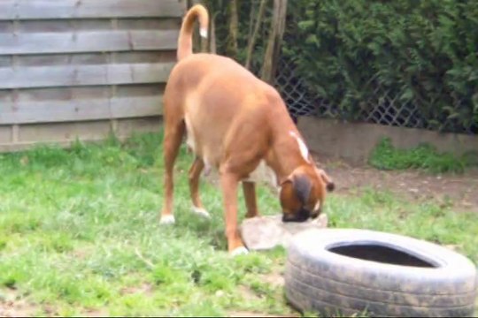 Geisha des Steppes Perdues (CHEYENNE de SAINT QUINIS X UCELLO du DOLON / Portée des G 2011), 60ème jour de gestation, 2014-03-28