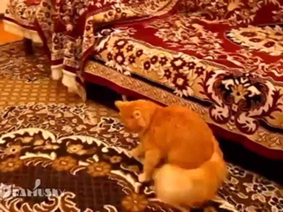 Ce chat a une drôle de réaction quand son maître joue aux jeux vidéo. Vous allez être surpris