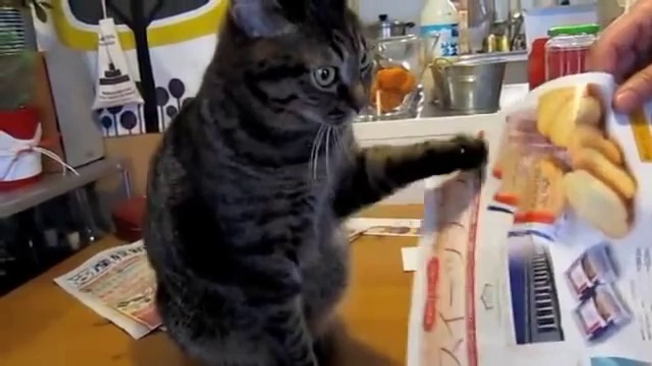 Patte folle : un chat complètement taré!