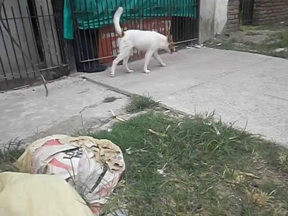 OZZY JUGANDO