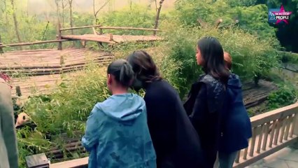 Buzz : Michelle Obama nourrit les pandas en Chine