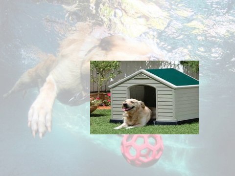 i miei amici cuccioli