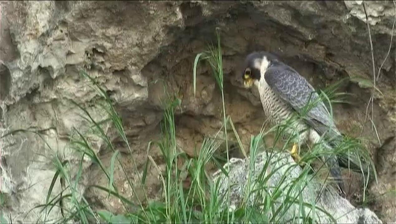 Le faucon pèlerin DV 16-9 (6'43'')