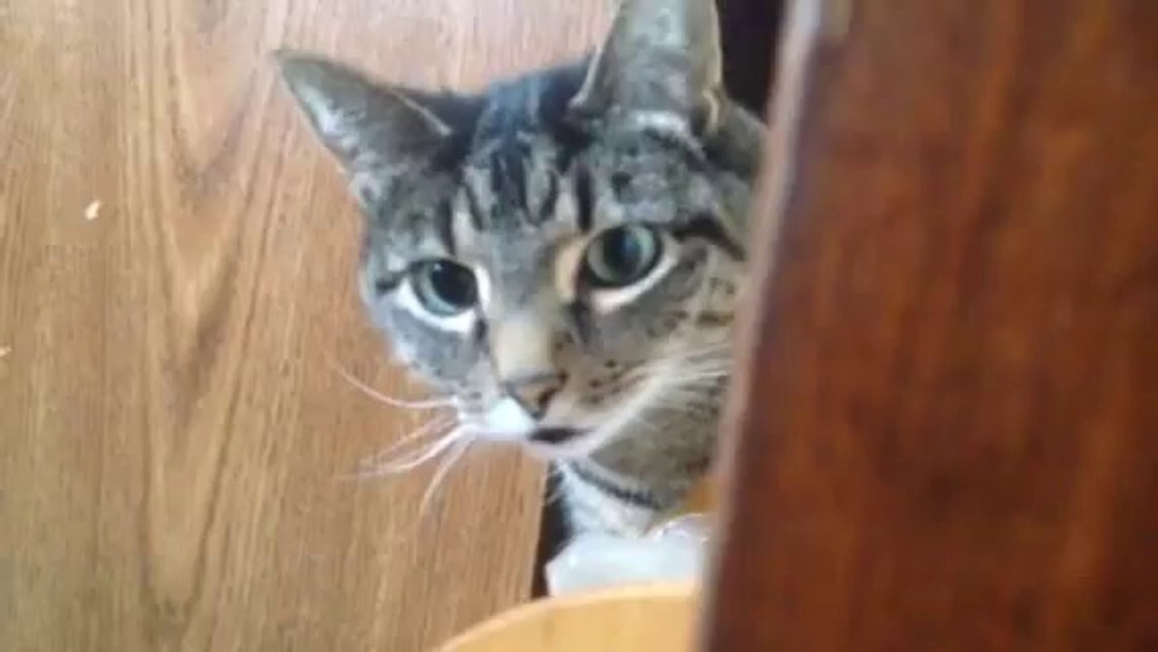 Jessee playing hide and seek