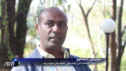 التيف حبوب اثيوبية اساسية هل تتحول غذاء ذهبيا لبقية العالم