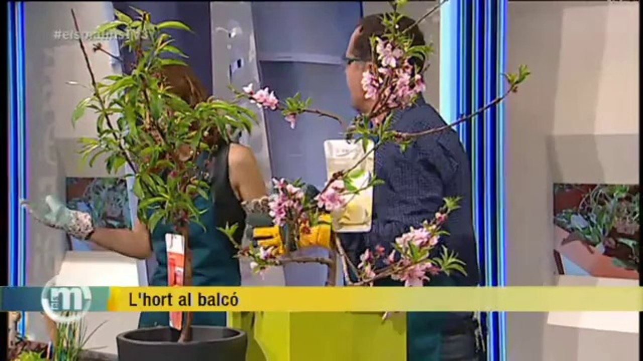 TV3 - Els Matins - Consells per fer un hort al balcó