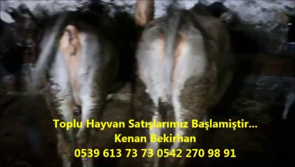 KESİME HAZIR HAYVAN TEMİN EDİLİR….