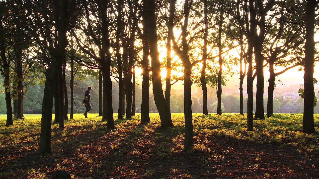 Woods walking