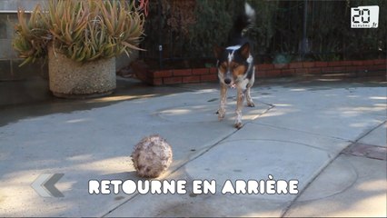 Le chien le mieux dressé au monde