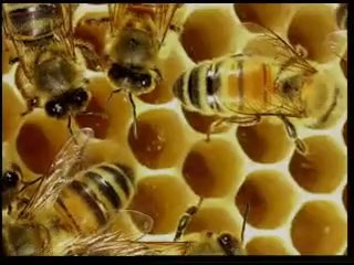 Bal Arıları Petekleri Neden Altıgen Şeklinde Yaparlar