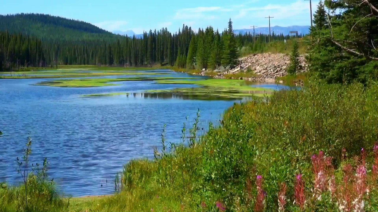 Beaverdam