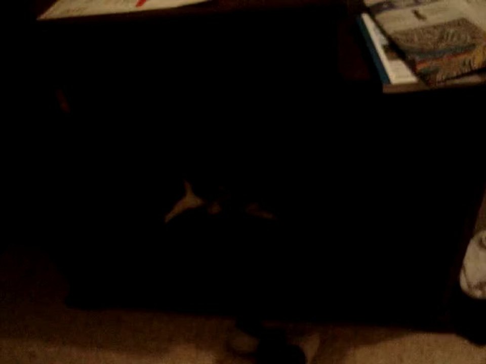 Kitty playing with stuffed Dog