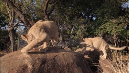 African Safari : découvrez un extrait exclusif !