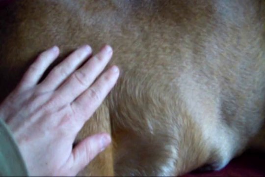 Geisha des Steppes Perdues (CHEYENNE de SAINT QUINIS X UCELLO du DOLON / Portée des G 2011), à 60 jours de gestation