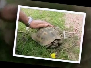 sokak şairi sosyete kızı