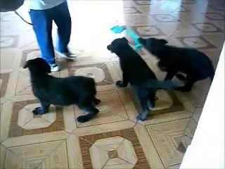 negritos d'klausbell