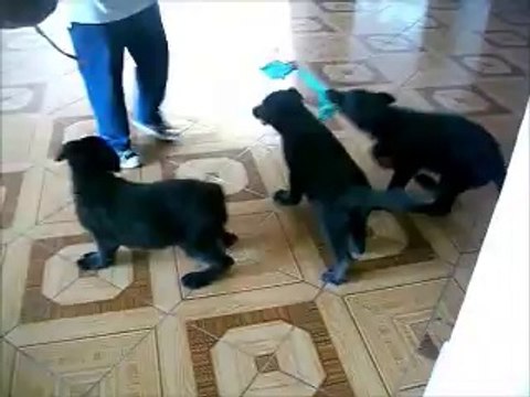 negritos d'klausbell