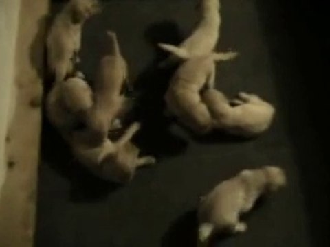 Goldendoodle Puppies Playing at 3 weeks[1]