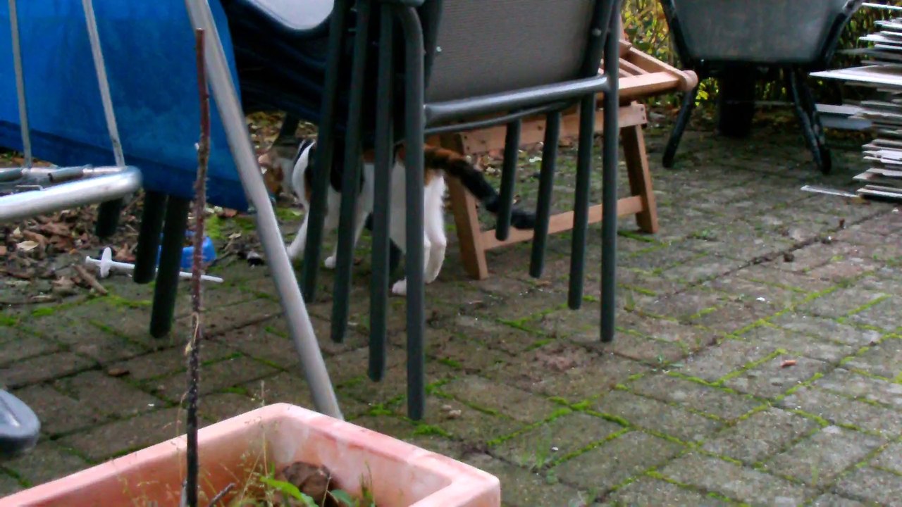 Chili und ihre erste Maus