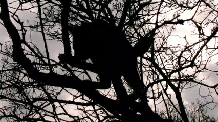 Curry Turnen im Fliederbaum 140413