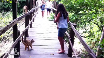 #Top5 Pesky Monkeys | JukinVideo Top Five