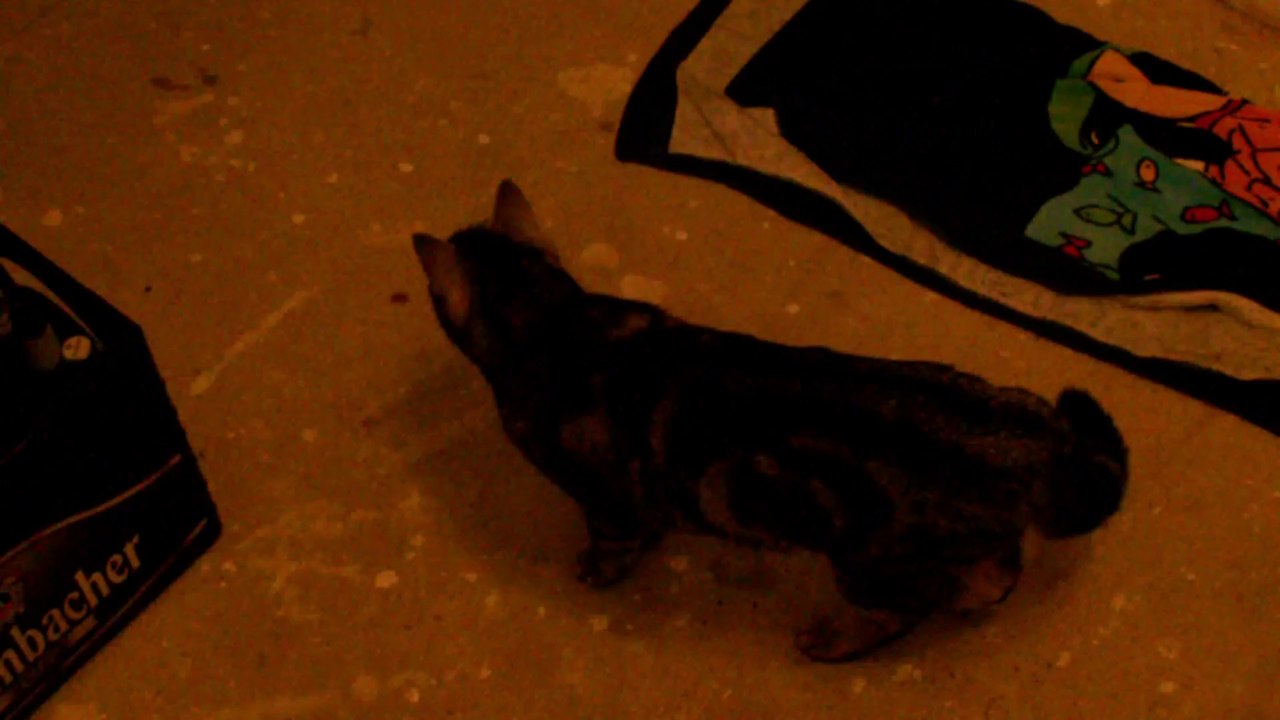 Curry und Mocca Erste Sicht durch Glaswand 070314