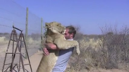 Female Lion's Amazing Reaction Seeing Her Caretaker Coming Back
