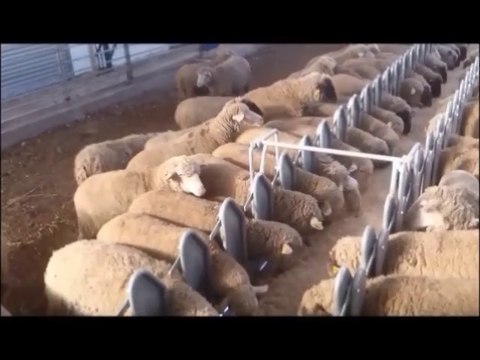 KÜÇÜKBAŞ OTOMATİK BESLEME SİSTEMLERİ